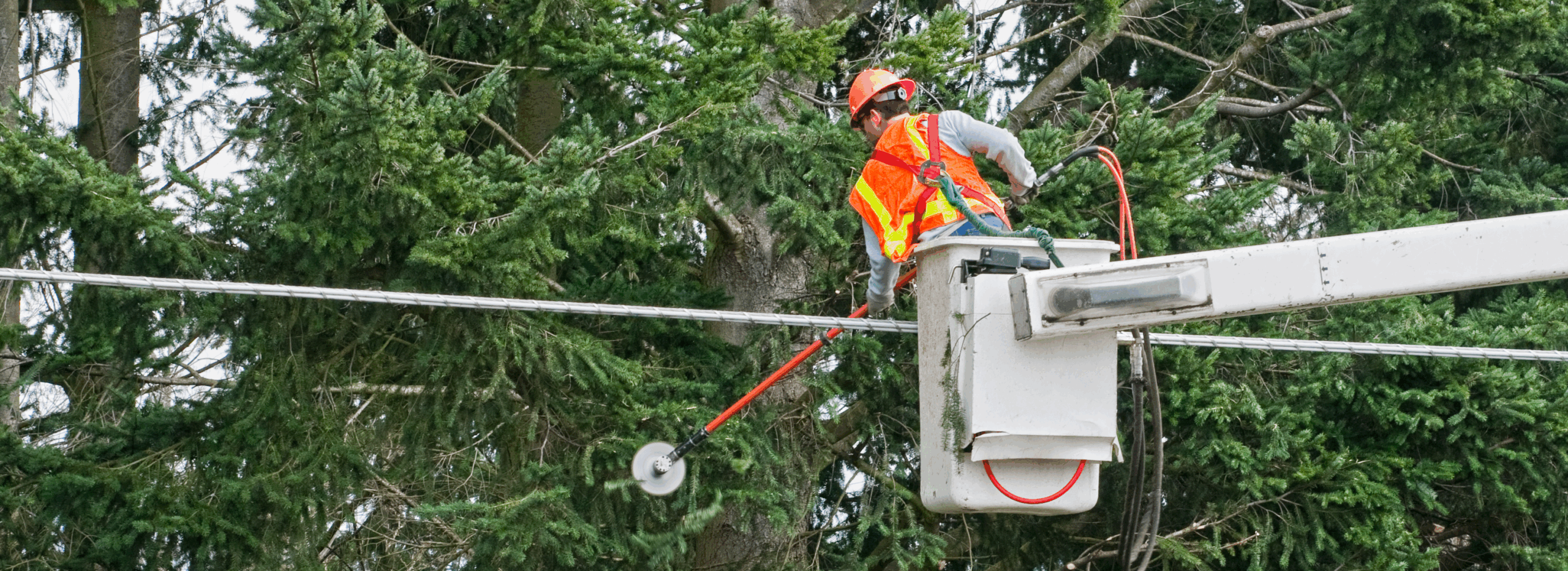 AI Powered Vegetation Management